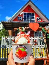 “Sweet Escapes: A Day at Mesilau Strawberry Farm”