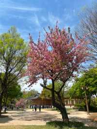 Hangang Park: Amazing Cherry Blossoms