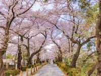 🌸 Sakura & Serenity: My Unexpected Adventure in Aoyama Cemetery 🌸