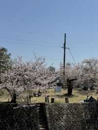 2025夙川公園：兵庫縣最美河濱櫻花道