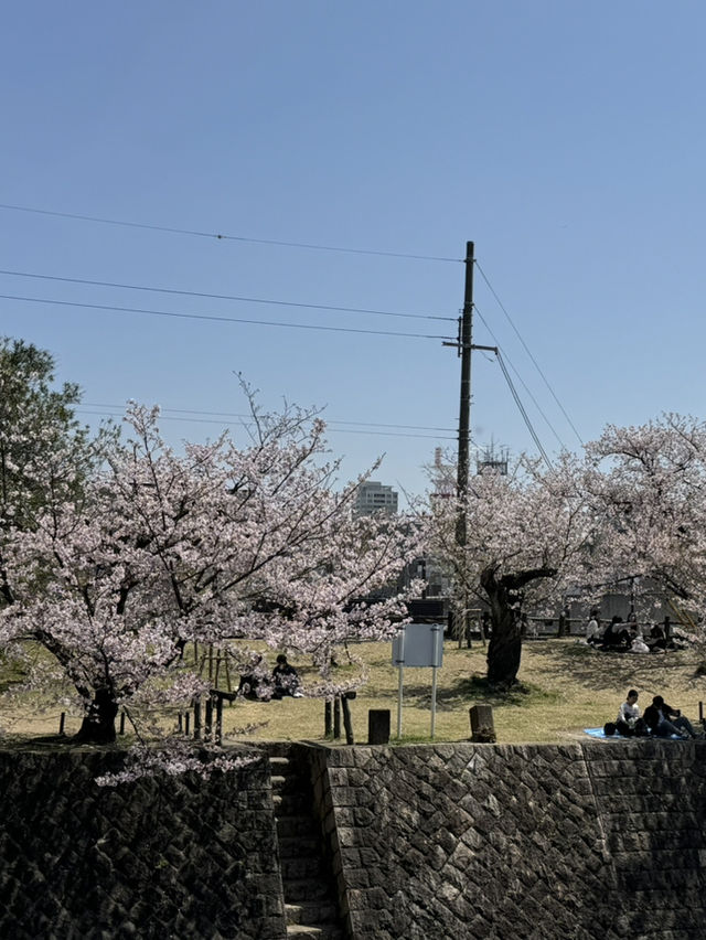 2025夙川公園：兵庫縣最美河濱櫻花道