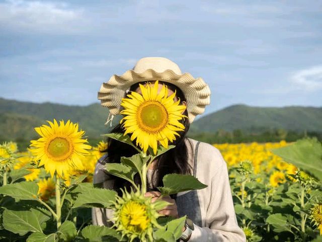 เที่ยวเชิงวิถีชุมชน ชมไร่ทานตะวันสุดว้าว #ลพบุรี