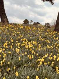 Jirisan Cheese Land Daffodil Field.