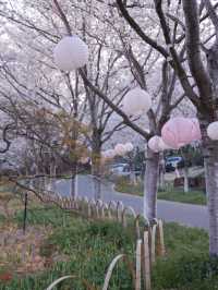 🌸 Hidden Cherry Blossom Paradise: 100,000+ Trees at Greenfields Happy Valley! 🌸