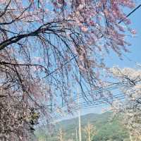 A Late Bloom Drive Through Byeonggok Village's Weeping Cherry Blossom Road