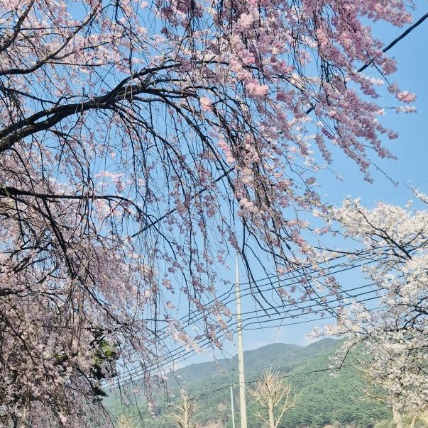 A Late Bloom Drive Through Byeonggok Village's Weeping Cherry Blossom Road