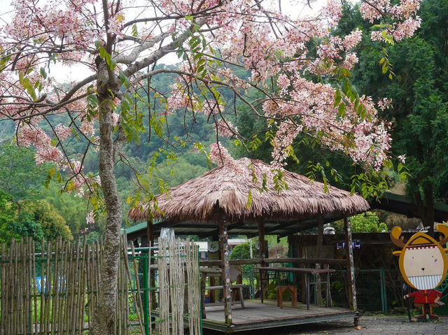 阿里山國家風景區-管理處暨觸口遊客中心