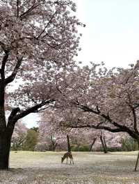 Nara’s Magic: Cherry Blossoms and Friendly Deer in Perfect Harmony