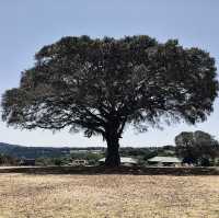 簡單而難忘的 Ngorongoro 露營日常