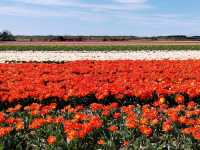 Cycling around scenic Zijpe flower fields mid April
