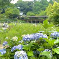 【千葉】北の鎌倉と呼ばれる「本土寺」菖蒲、紫陽花の名所