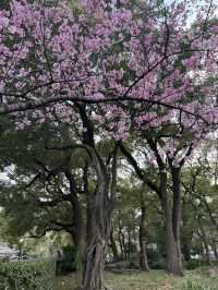 【黄昏時の日比谷公園と日比谷松本楼を歩いて】