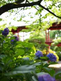 【茨城】水戸で続くあじさい祭り