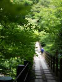 【茨城】生い茂る青もみじが美しい吊り橋	