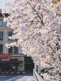 Lausanne | Flon’s Cherry Blossom Slope — Like Walking into an Anime Scene
