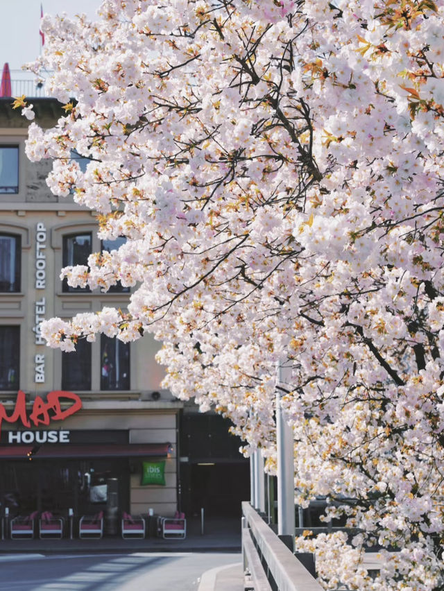 Lausanne | Flon’s Cherry Blossom Slope — Like Walking into an Anime Scene