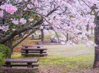 “Blossoms of Peace: Cherry Blossom Season in Historic Nagasaki”