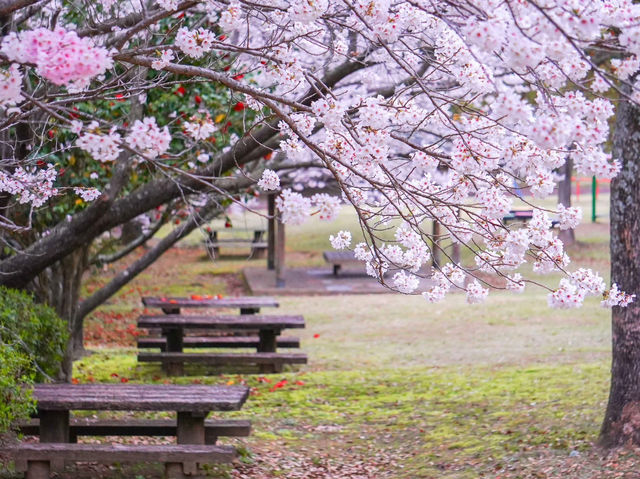 “Blossoms of Peace: Cherry Blossom Season in Historic Nagasaki”