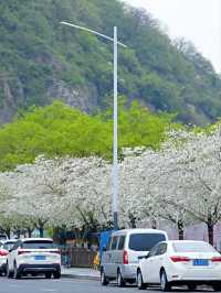Muyan Riverside Cherry Blossoms, Nanjing's Longest Riverside Sakura Promenade