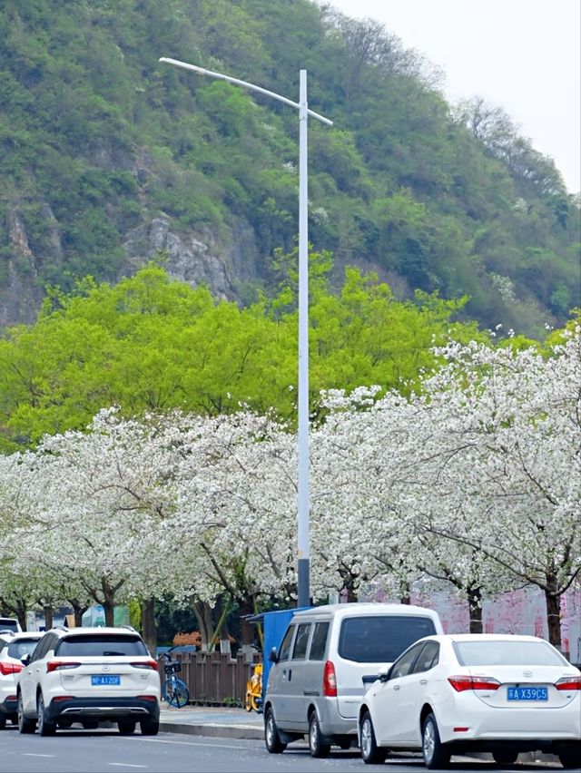 Muyan Riverside Cherry Blossoms, Nanjing's Longest Riverside Sakura Promenade