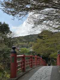 Just returned from an unforgettable spring trip to Japan!