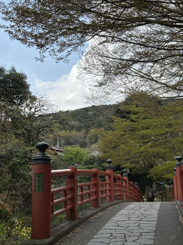 Just returned from an unforgettable spring trip to Japan!