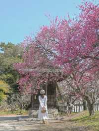 【兵庫】絶景の梅スポット🌸💕