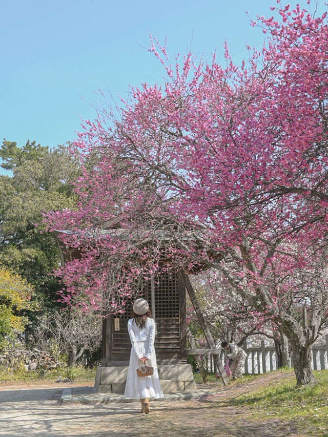 【兵庫】絶景の梅スポット🌸💕
