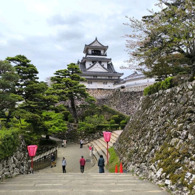 Sakura Blooms at Kochi Castle