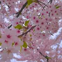 Goryokaku: A Star-Shaped Fortress Wrapped in Sakura