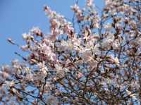 “The Scholar’s Garden: Hokkaido University in Bloom” 