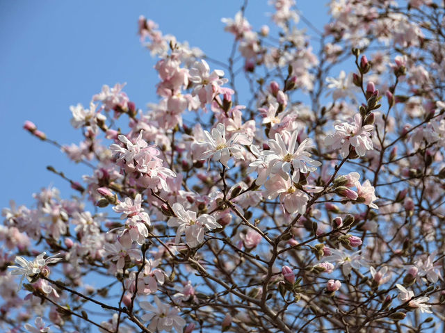 “The Scholar’s Garden: Hokkaido University in Bloom” 