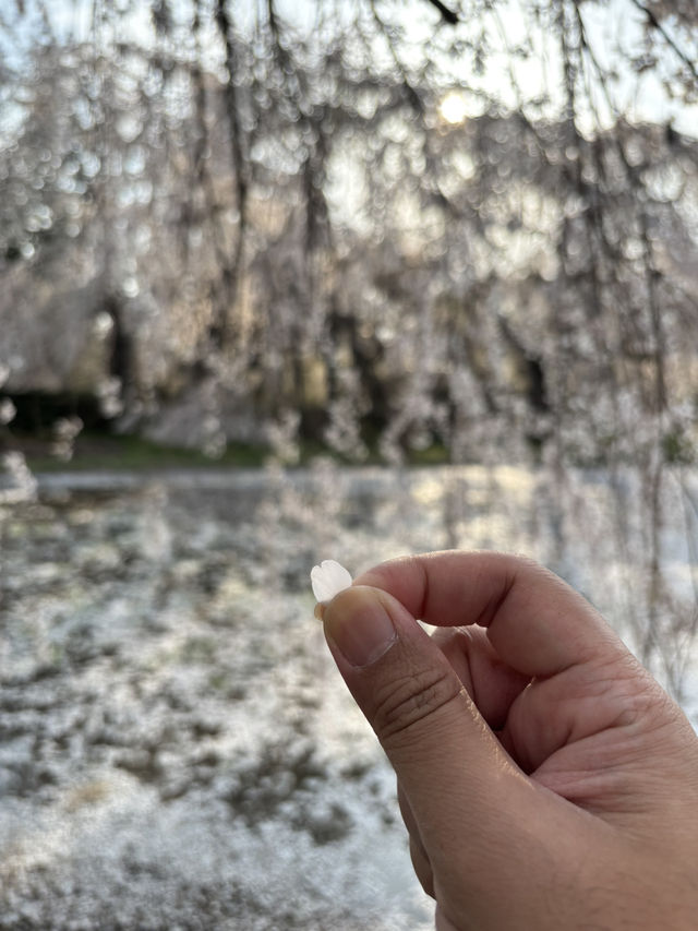 Reflection of Sakura : Anyouji Temple, Matsumoto
