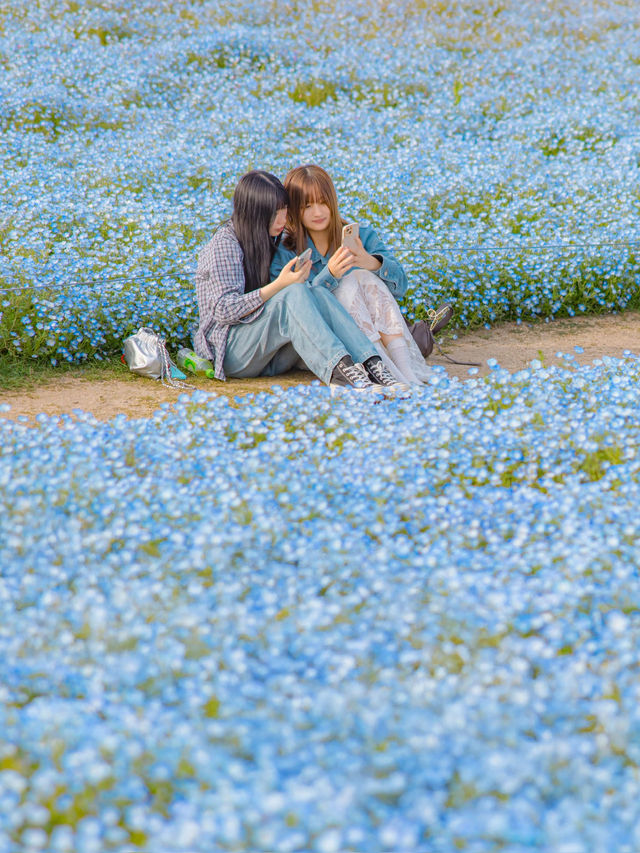 Uminonakamichi สวนดอกไม้ริมทะเลแห่งฟุกุโอกะ