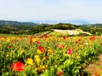 淡路島賞花一遊，兵庫縣立公園！