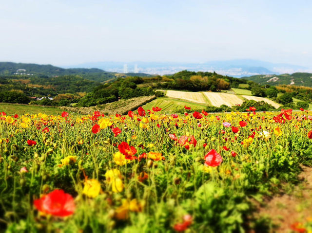 淡路島賞花一遊，兵庫縣立公園！