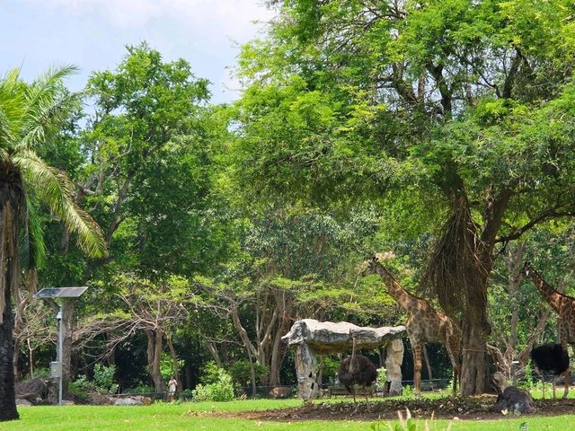 🌳 พาเที่ยวแบบเข้าป่า ที่สวนสัตว์เปิดเขาเขียว 🦒