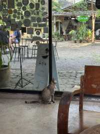 Slope Motion จ.เชียงใหม่ 🏡🍃☕️🐈