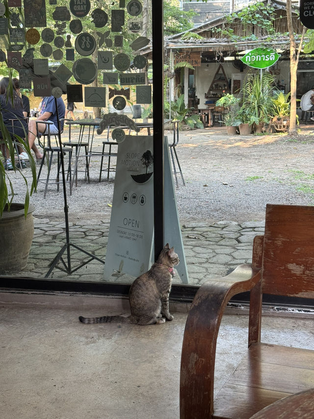 Slope Motion จ.เชียงใหม่ 🏡🍃☕️🐈