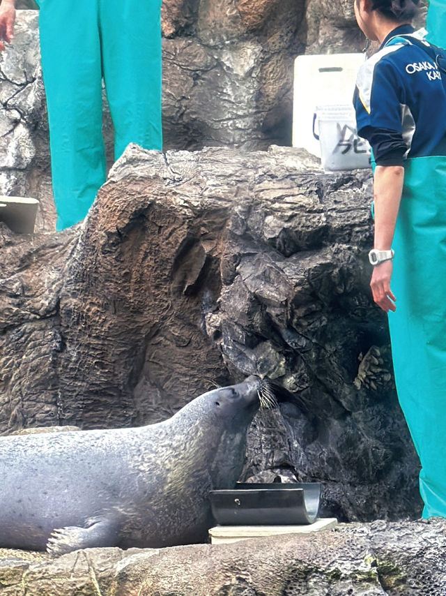 Love aquatic creatures? Osaka Kaiyukan is a must visit