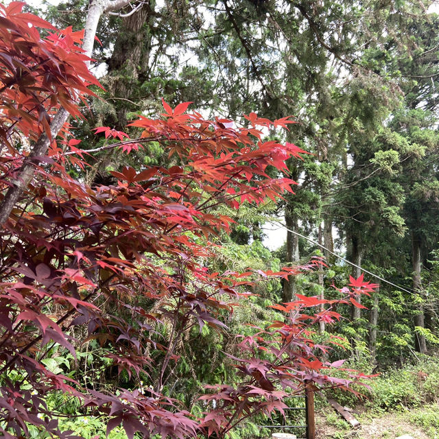 雲之南道步道｜茶園與竹林交織的療癒健行路線