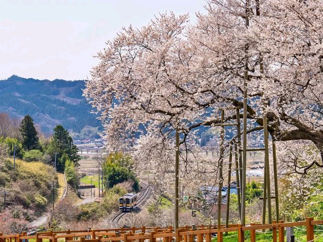 Tiny Town, Big Sakura Feels