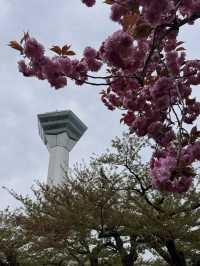 Sakura season at Hakodate 