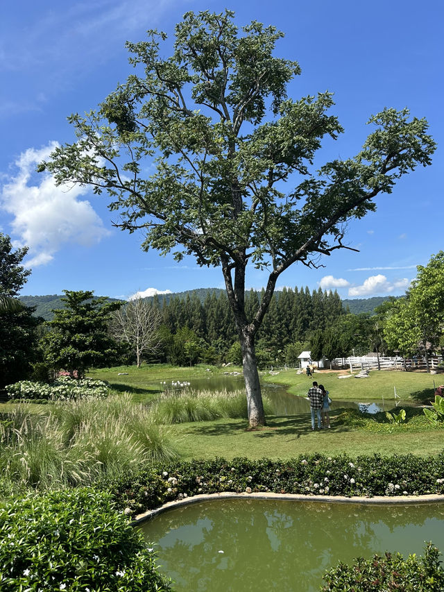 คาเฟ่ดือออมาก