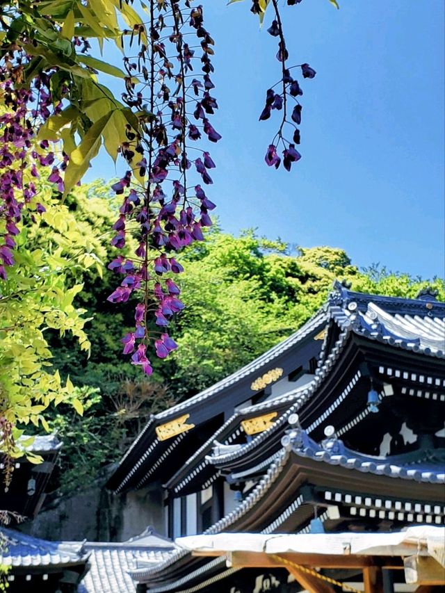 日本古都鎌倉
