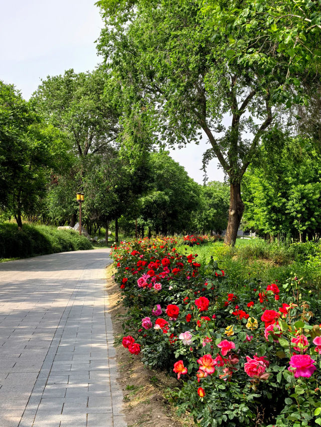 🌸 Yuanmingyuan Peony Flower Sea – Must-Visit This Week! 🌸