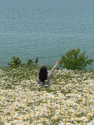 Fairy Tale Vibes: Shasta Daisy Spot to Visit This Weekend