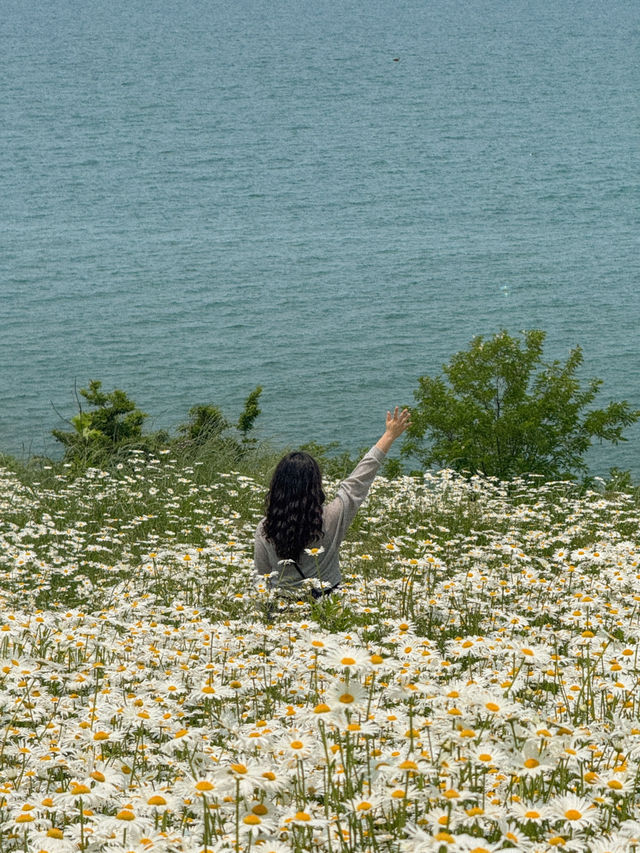 이번 주말 가야 할 동화감성 샤스타데이지 명소🌼