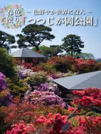 【行く前にこれ見て】色彩の洪水に心奪われる🌸💖🔥※観光攻略情報付き
