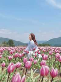 🇰🇷濟州春季限定🌷鬱金香花海